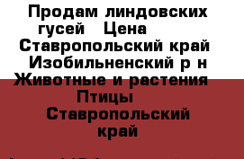 Продам линдовских гусей › Цена ­ 150 - Ставропольский край, Изобильненский р-н Животные и растения » Птицы   . Ставропольский край